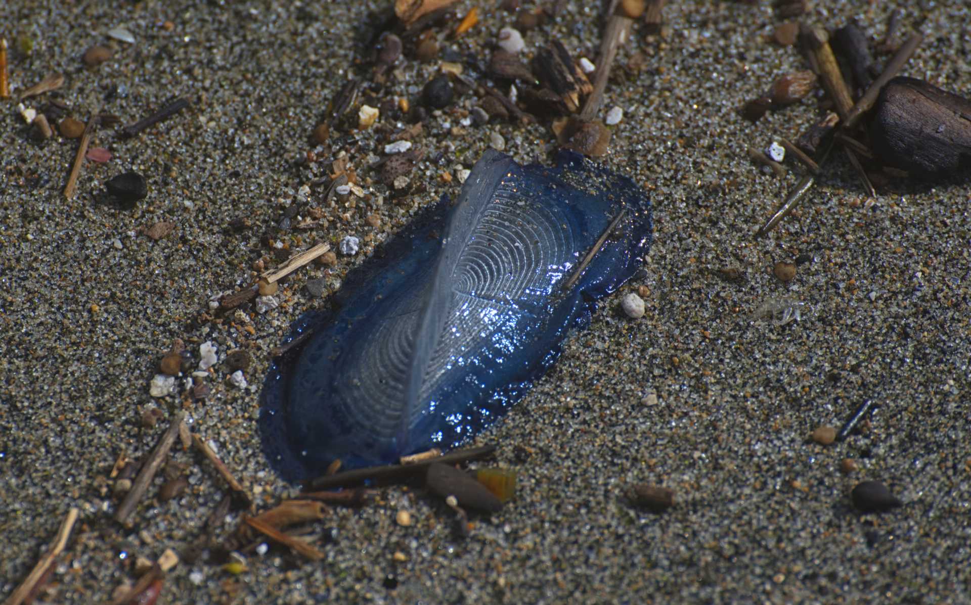 Tornano le barchette di San Pietro, gli idrozoi azzurri che colorano la spiaggia